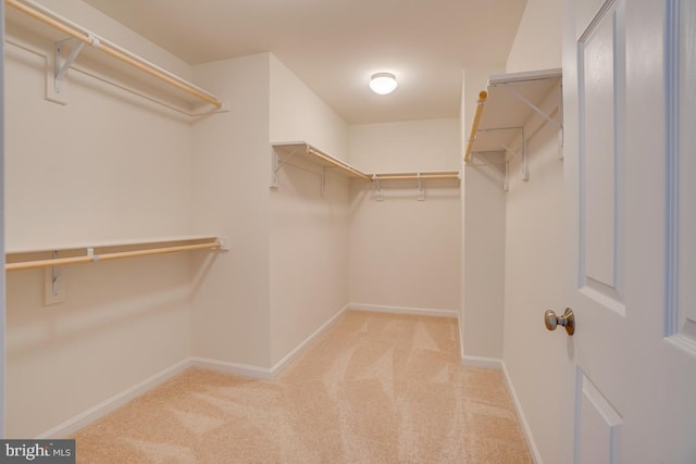 walk in closet with carpet floors