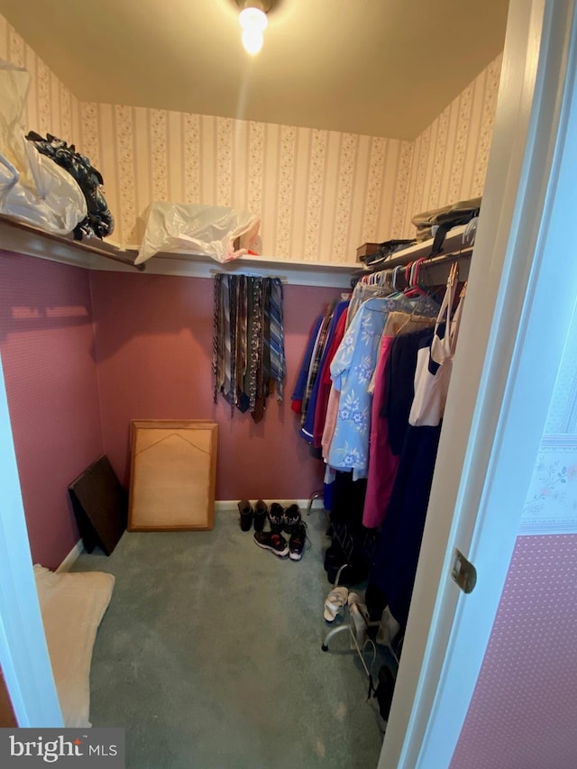 spacious closet featuring carpet