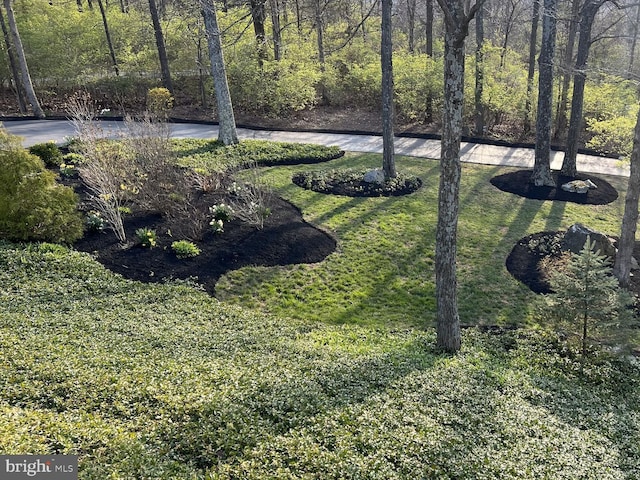 view of yard with a water view and a wooded view