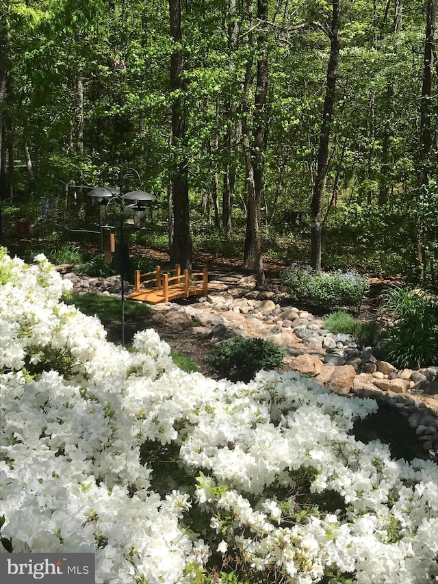 view of local wilderness with a wooded view