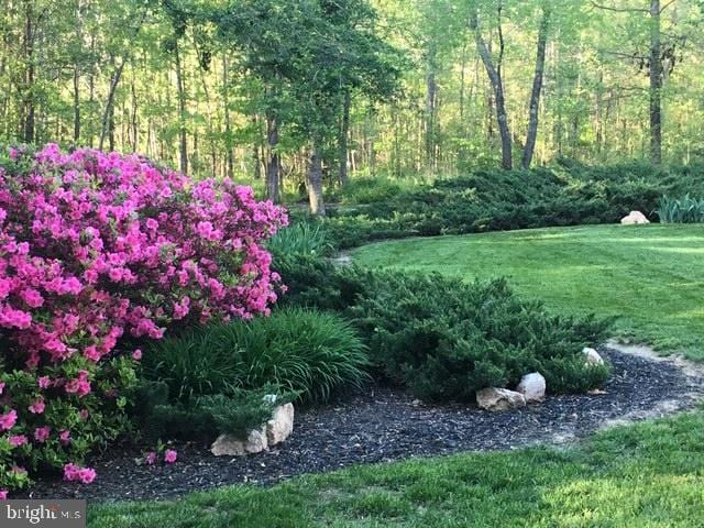 view of yard with a view of trees