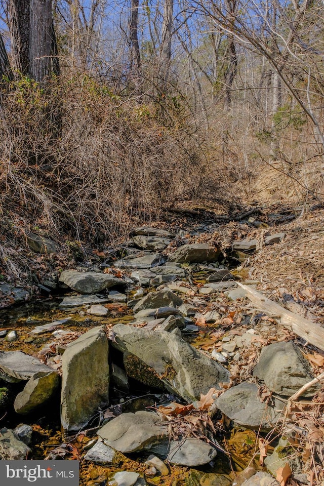 view of local wilderness