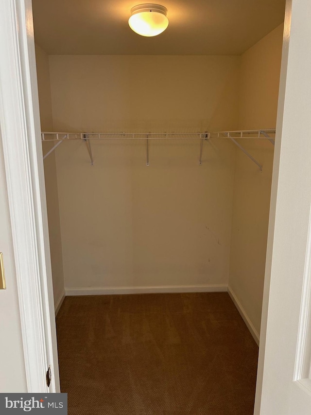 spacious closet featuring carpet floors