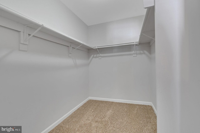 walk in closet with carpet floors