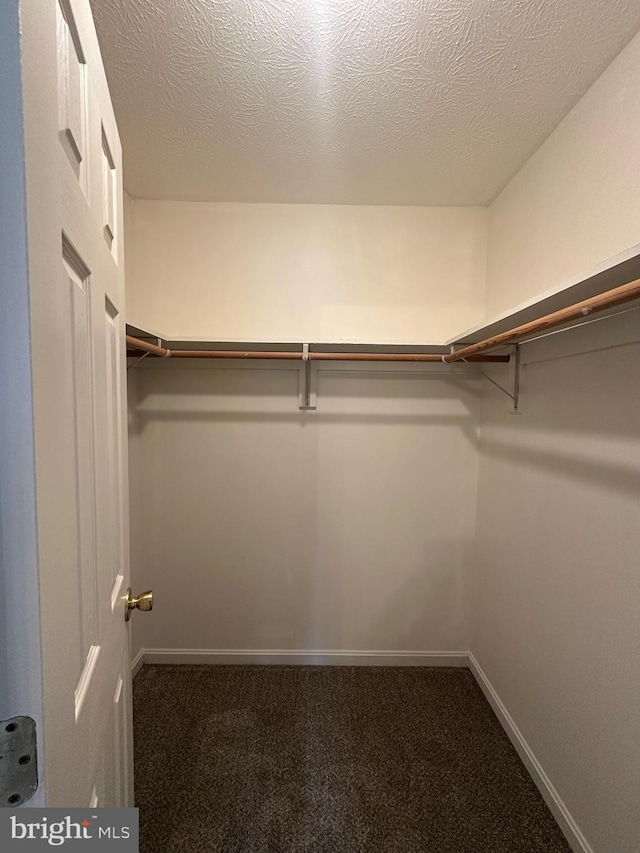 spacious closet featuring carpet