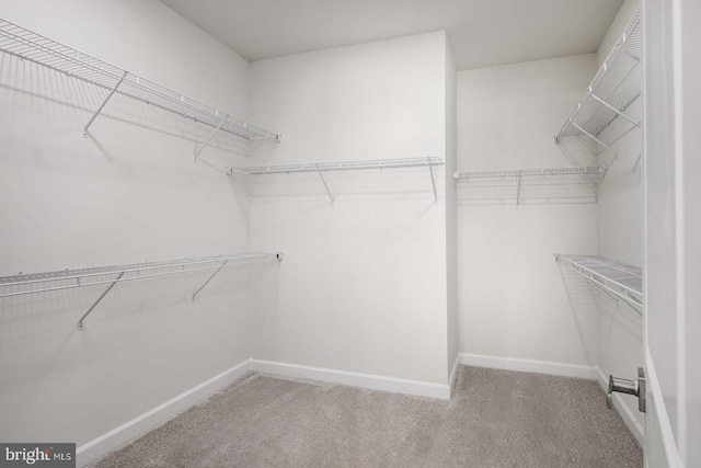 walk in closet featuring carpet