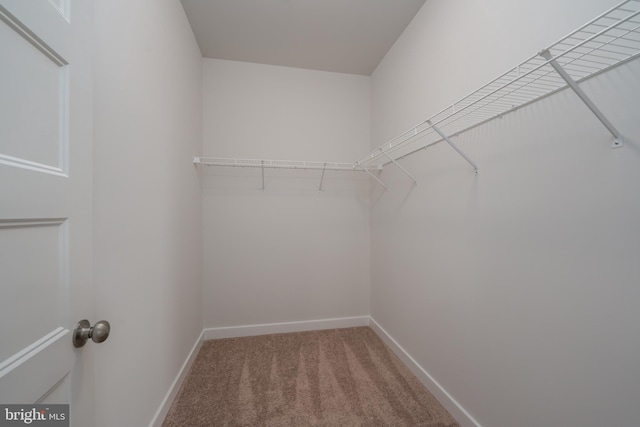 walk in closet with light colored carpet