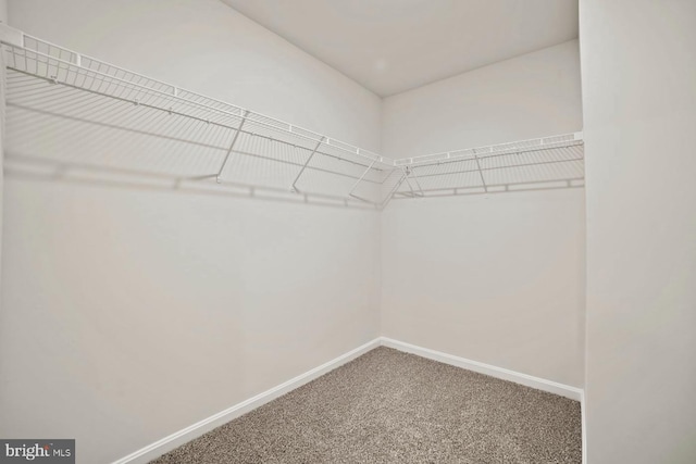 spacious closet featuring carpet floors