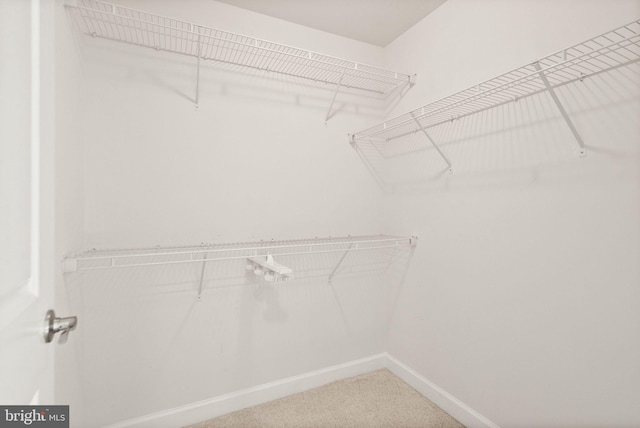 spacious closet with carpet floors