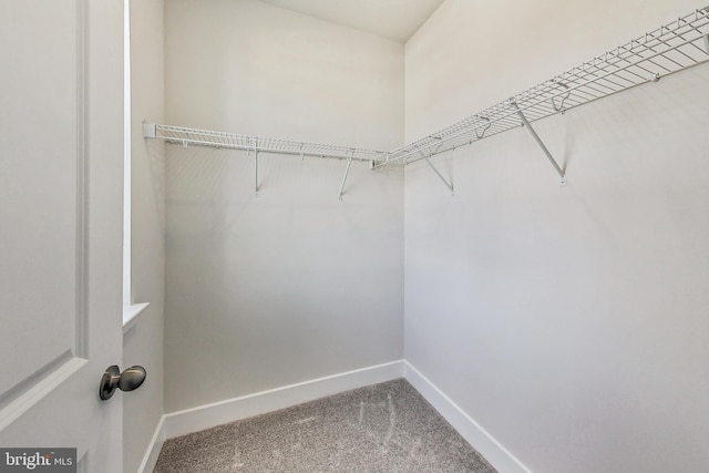 spacious closet featuring carpet flooring