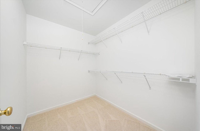 walk in closet with carpet floors and attic access