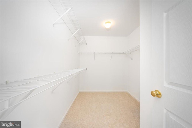 walk in closet with light colored carpet