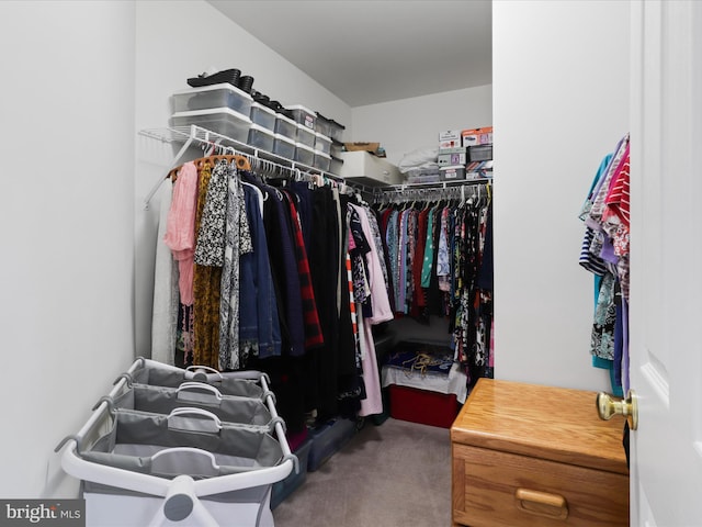 walk in closet with carpet flooring