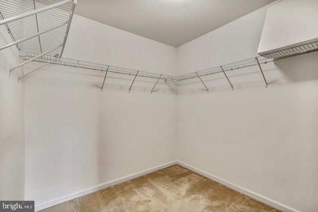 spacious closet featuring carpet