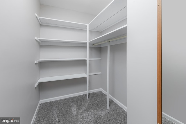 spacious closet featuring carpet flooring