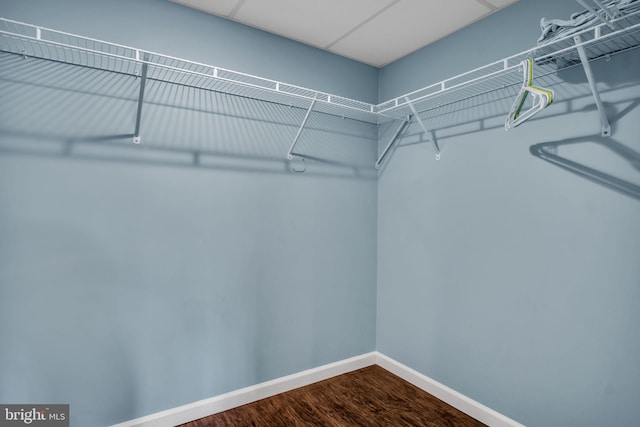 spacious closet featuring dark wood-style floors and a paneled ceiling