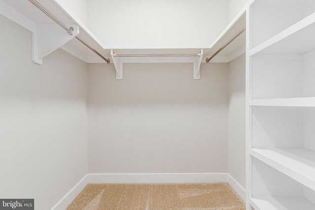 walk in closet with carpet floors