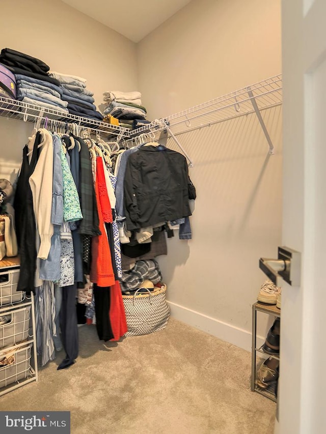 spacious closet featuring carpet flooring