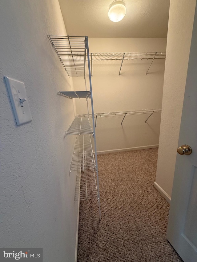 walk in closet featuring carpet flooring