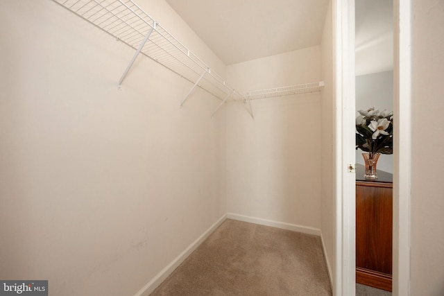 spacious closet featuring carpet flooring