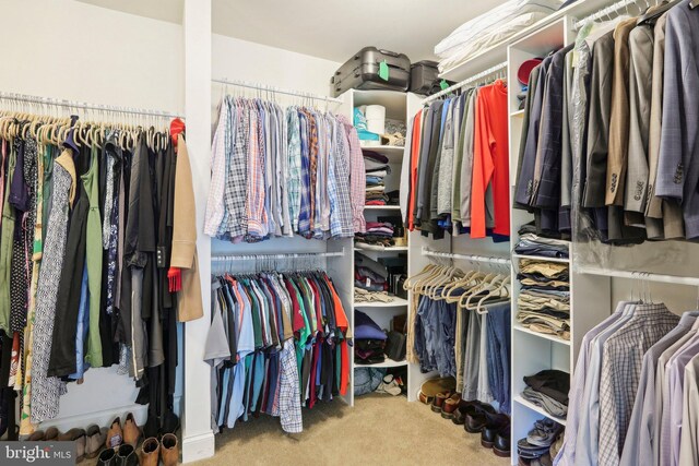 walk in closet featuring carpet