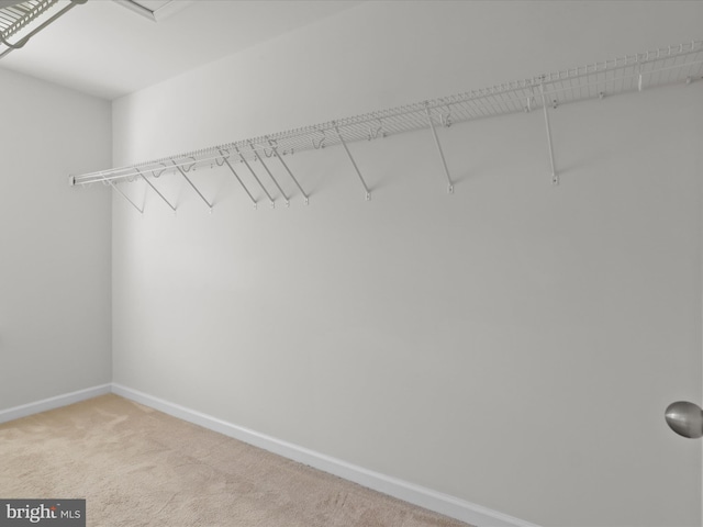 spacious closet with carpet flooring