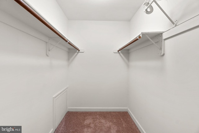 spacious closet with carpet floors