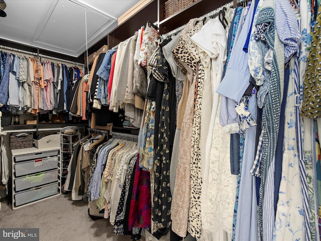 8512 Pine Springs Dr, Severn, MD 21144 - walk in closet featuring attic access and carpet flooring