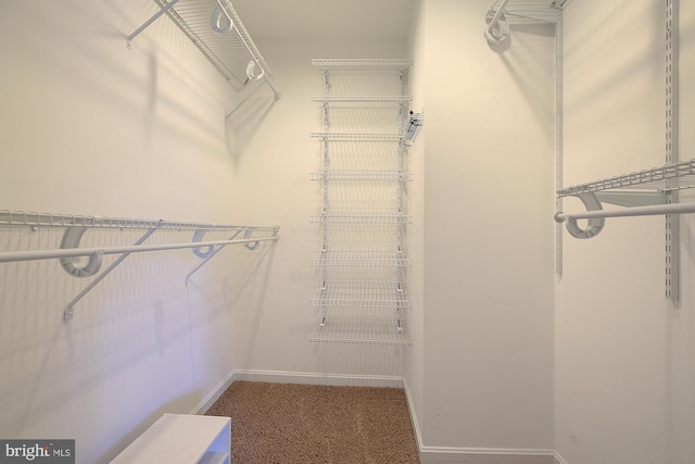 walk in closet with carpet flooring