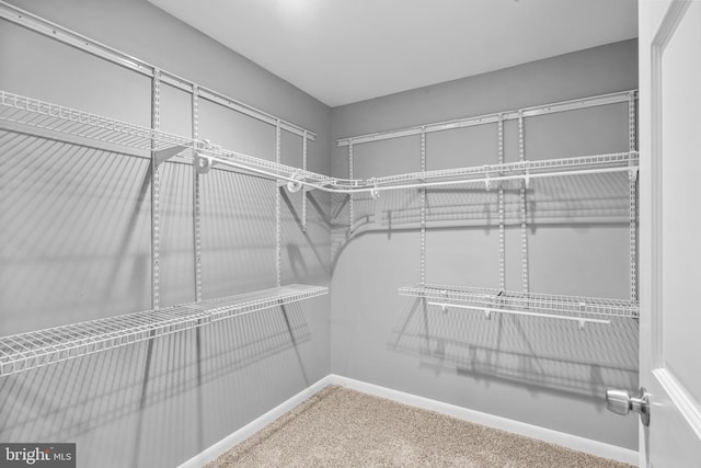 spacious closet featuring carpet