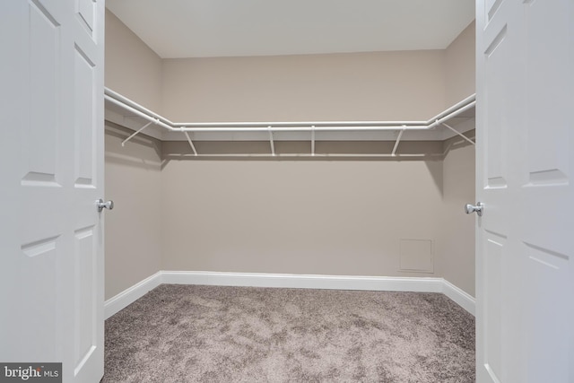 spacious closet with carpet