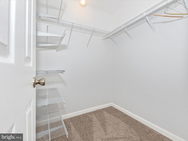 walk in closet featuring carpet floors