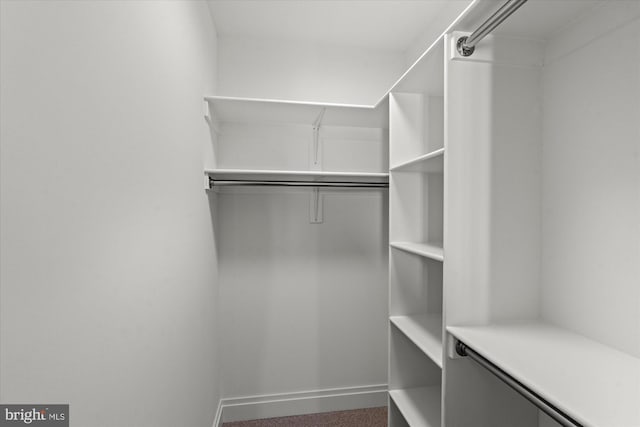 walk in closet with carpet floors