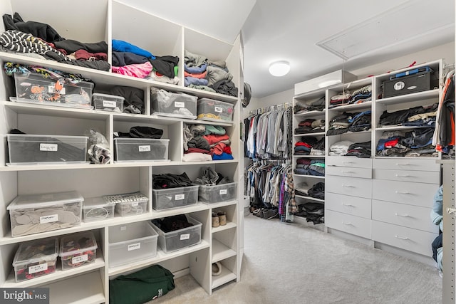 walk in closet featuring attic access and carpet floors