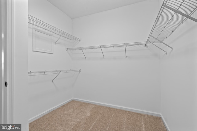 spacious closet featuring carpet