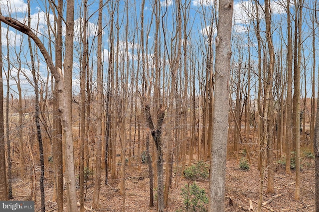 view of local wilderness