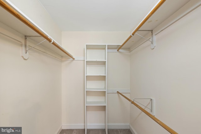 spacious closet featuring carpet