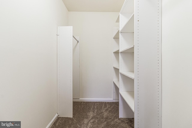 spacious closet featuring carpet flooring