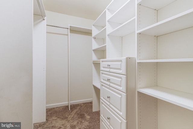 walk in closet with carpet floors