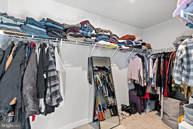 walk in closet featuring carpet flooring