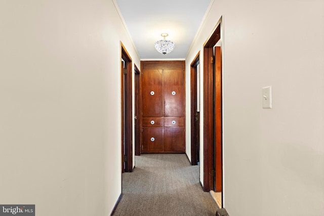 hall featuring carpet flooring and ornamental molding