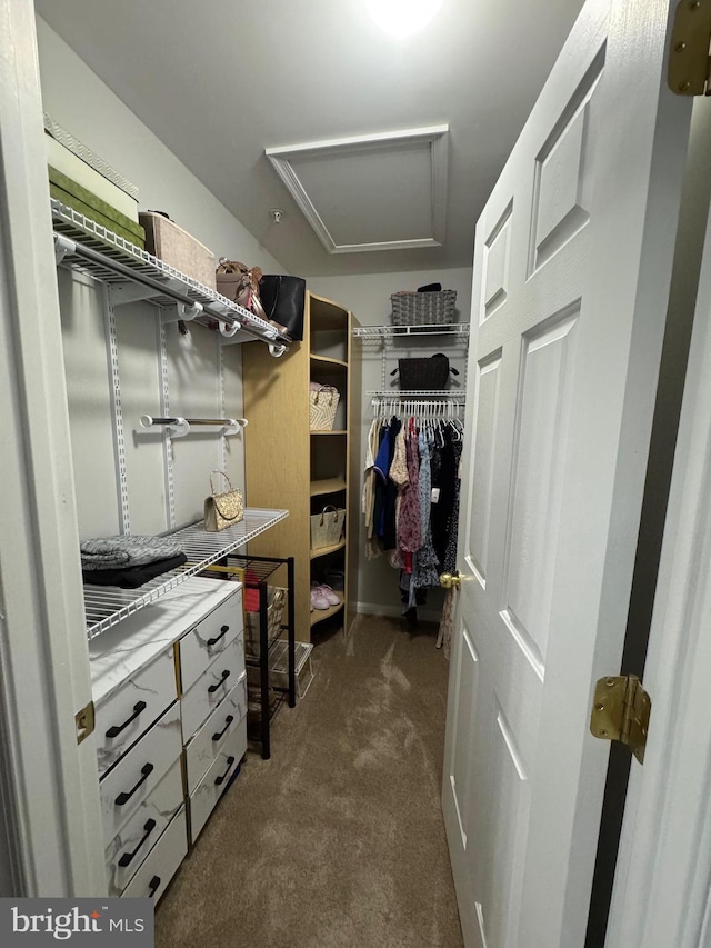 walk in closet featuring dark colored carpet and attic access