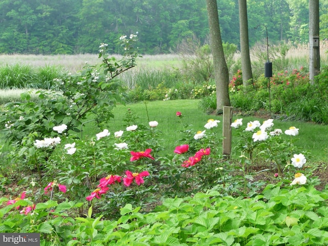 4873 Anchors Way, Galesville, MD 20765 - view of yard featuring a wooded view