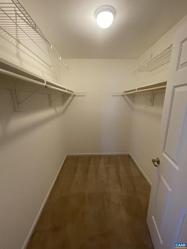 walk in closet featuring carpet floors