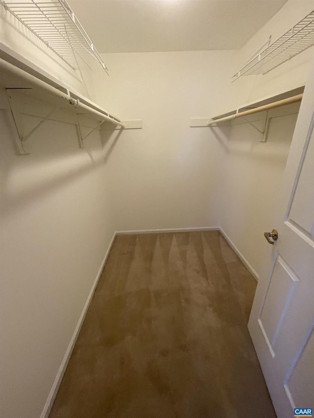 spacious closet featuring carpet floors