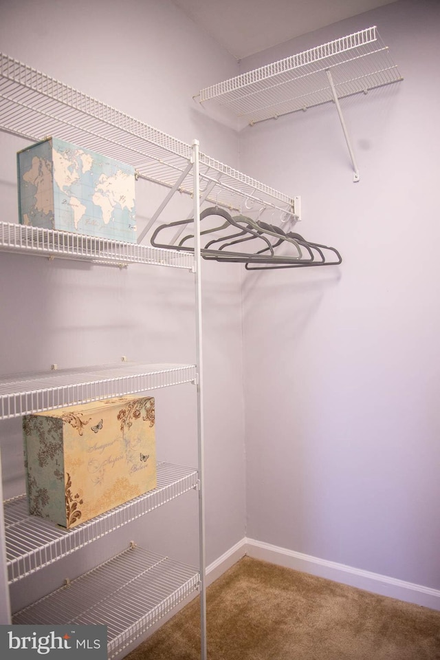 spacious closet with carpet floors