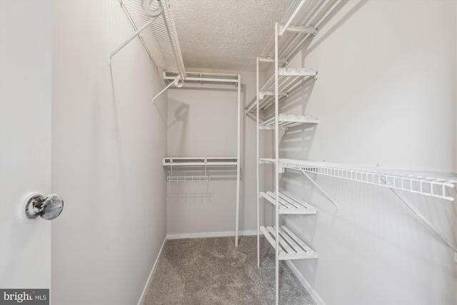 spacious closet featuring carpet floors