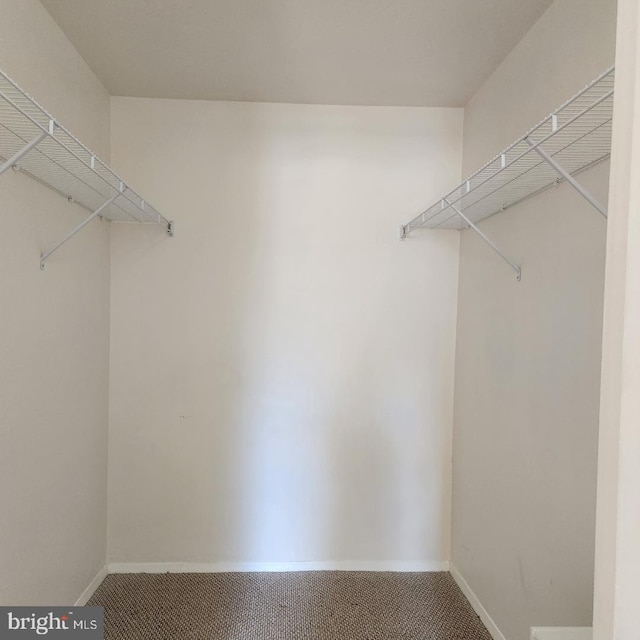 spacious closet featuring carpet