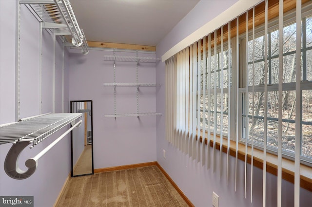 spacious closet featuring carpet flooring