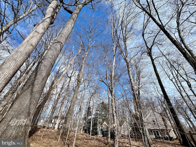 view of local wilderness